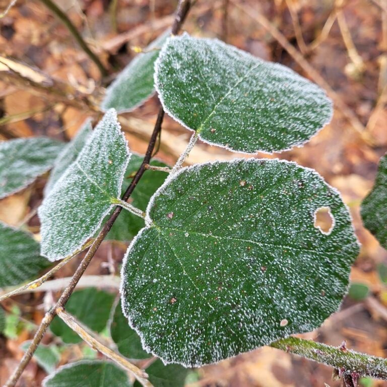 Rando An neuf - Au point de rosée