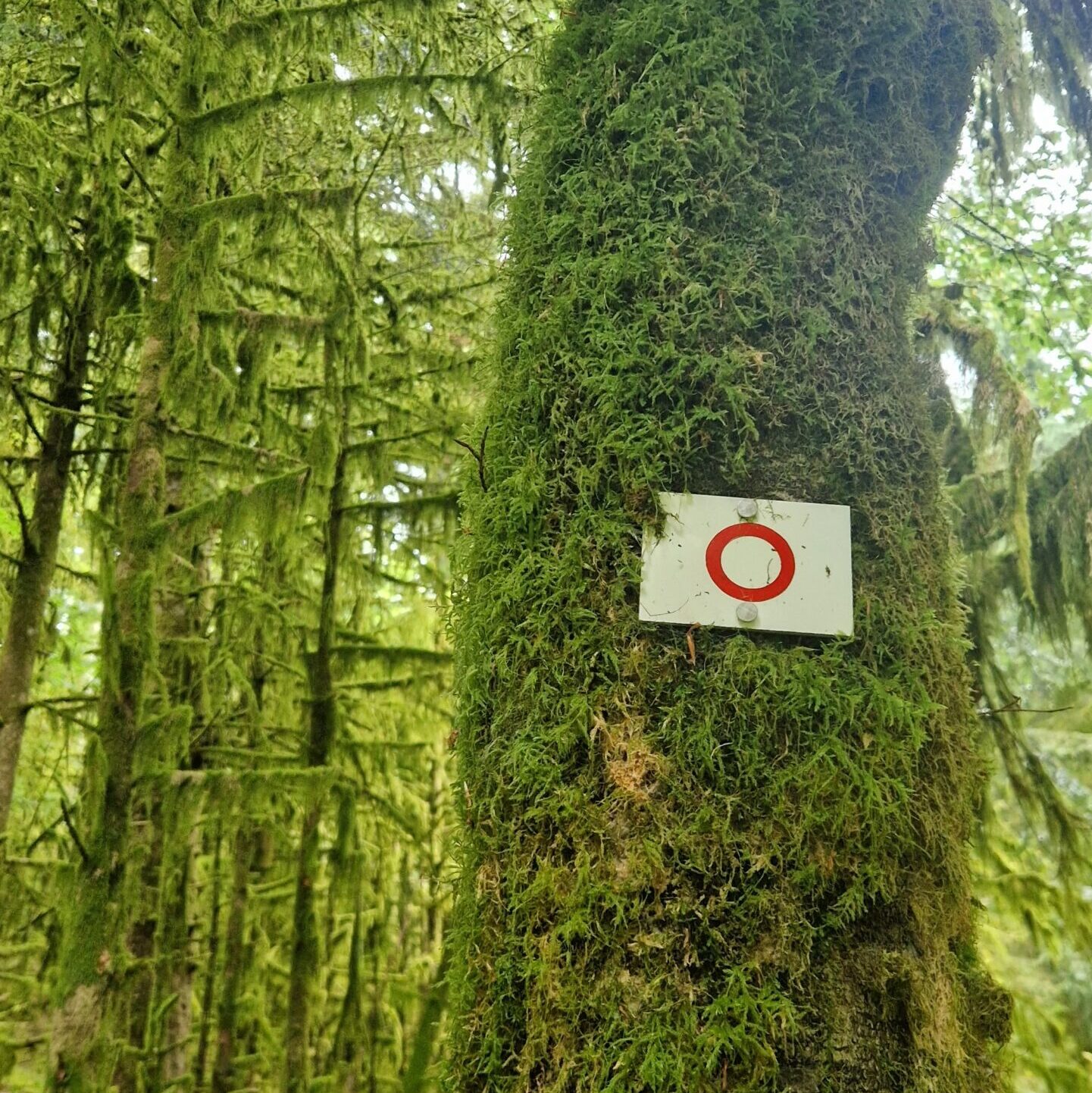 Vosges_aupointderosee3